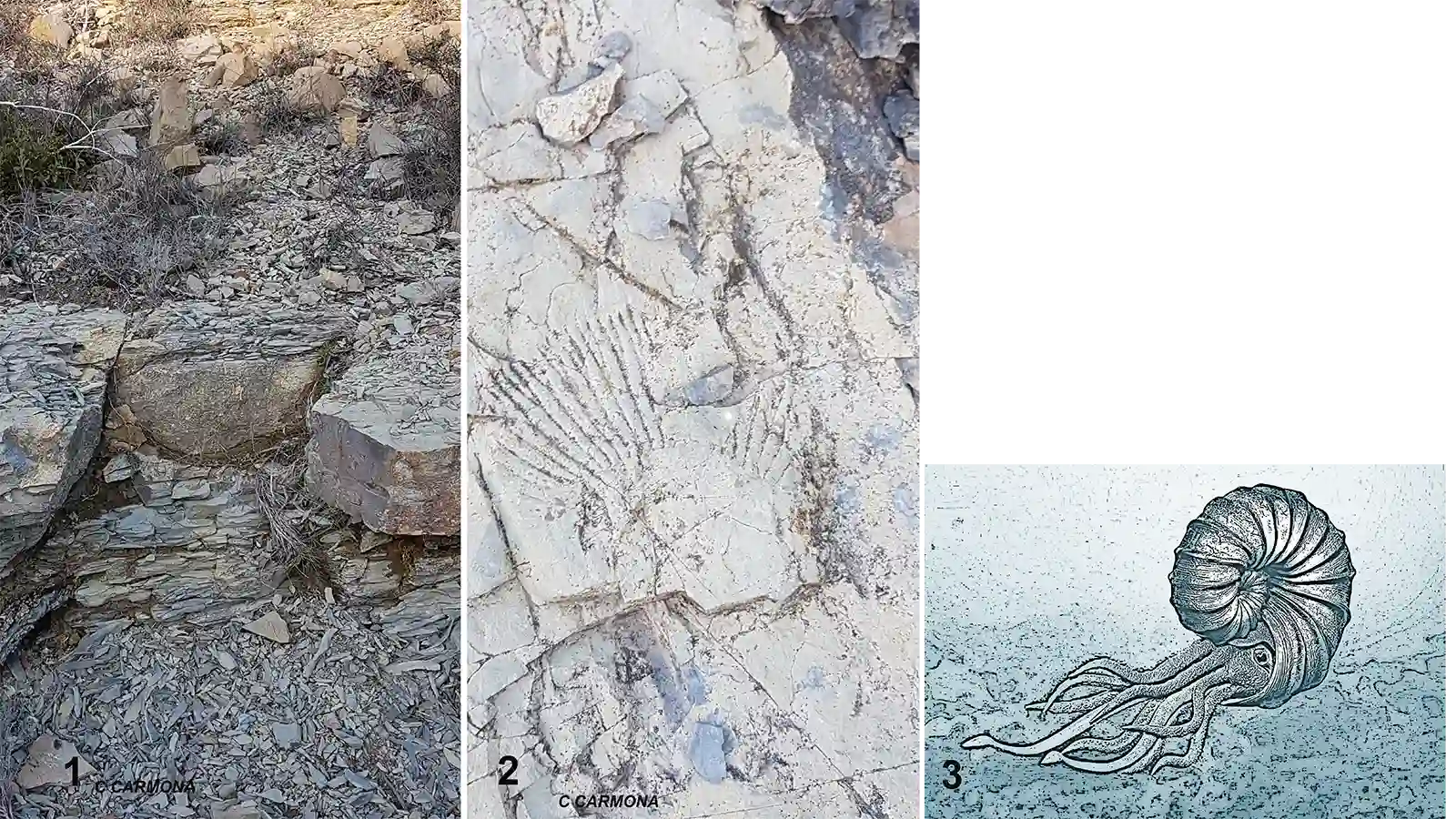 calcaire-marne-ammonite-blateiras